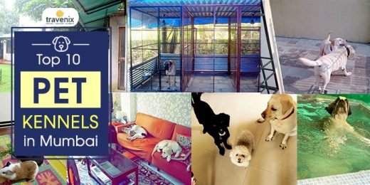 10 Best Pet Boarding Facilities in Mumbai – Pet Sitting and Vacation Homes