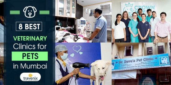 Top 8 Veterinary Hospitals and Clinics in Mumbai – Best Animal Hospitals