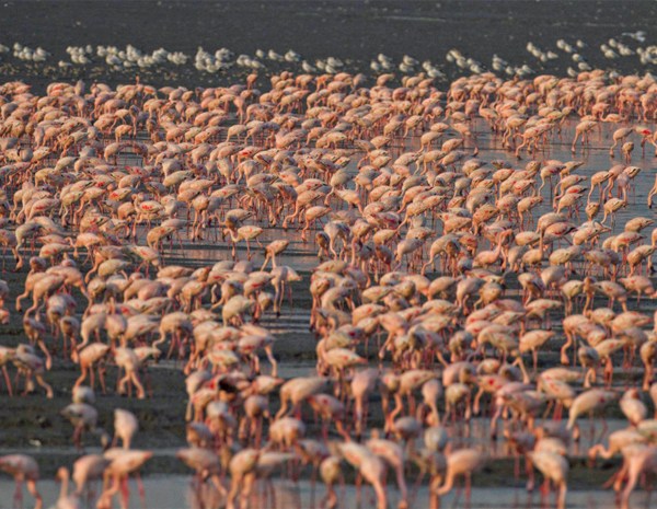 BNHS Flamingo Festival