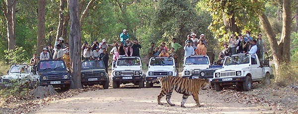 Bandhavgarh National Park