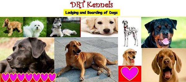 DRT Kennels