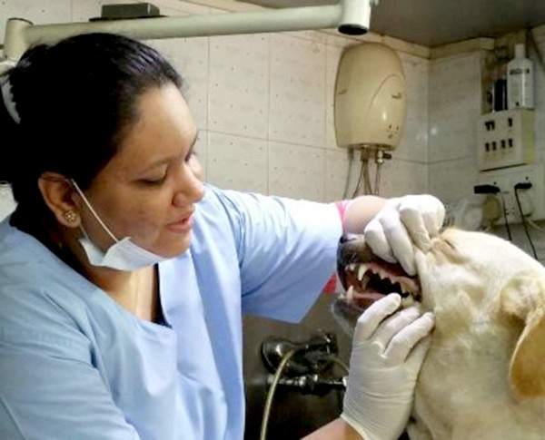 8 Best Veterinary Clinics in Mumbai for Your Pets