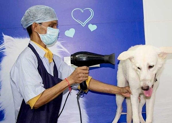 8 Best Veterinary Clinics in Mumbai for Your Pets