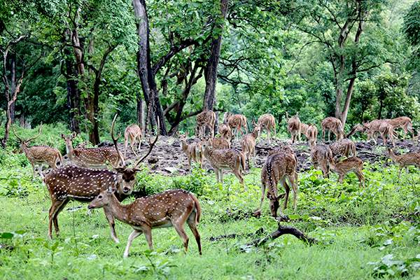 Mudumalai-National-Park