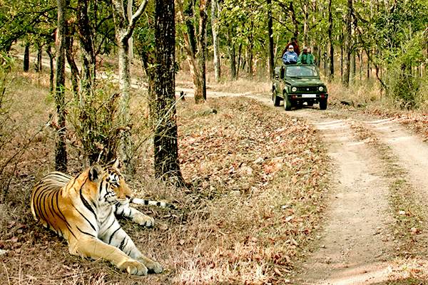 bandhavgarh 