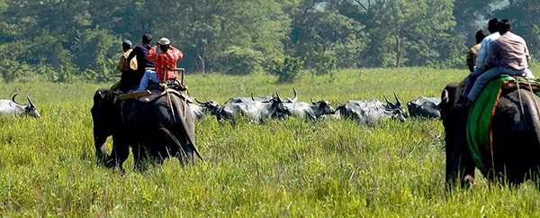 kaziranga-national-park