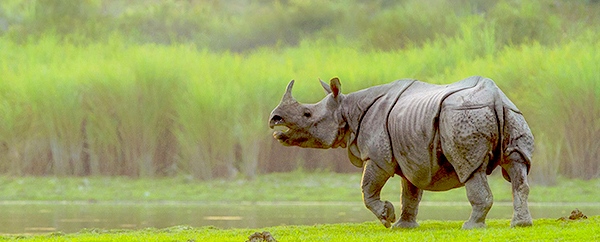 kaziranga-national-park