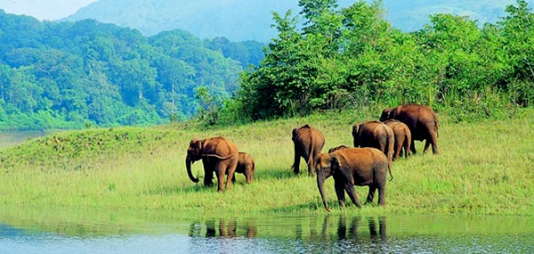 periyar-national-park