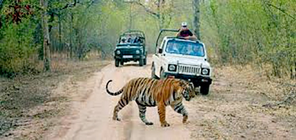 ranthambhore