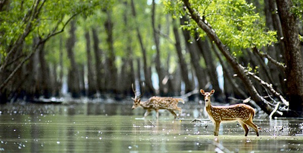 sundarbans 