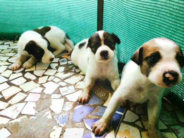 6 Best Places To Adopt Pets In Mumbai - Animal Shelters and Pet Homes