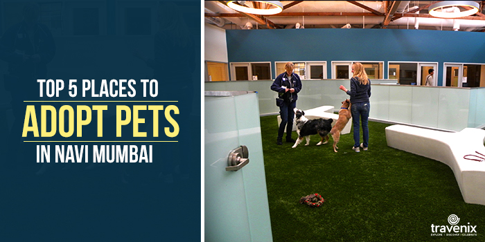 5 Best Pet Adoption Centers In Navi Mumbai