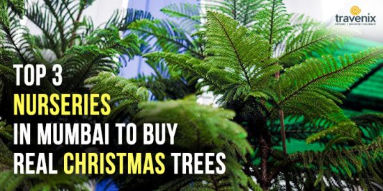 Top 3 Nurseries In Mumbai To Buy Real Christmas Trees