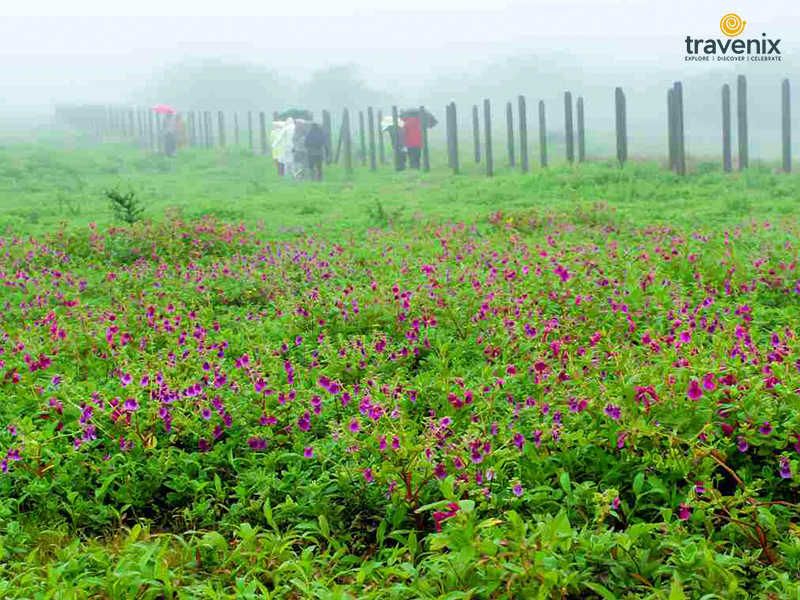 Khaas Valley Flowers Weather