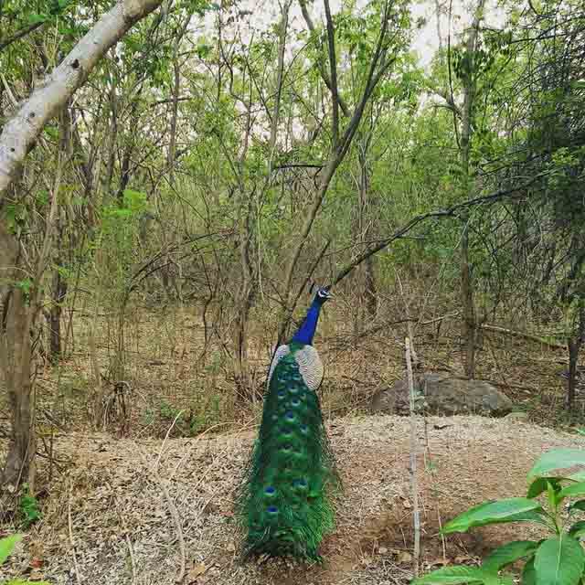 Kasu Brahmananda Reddy National Park