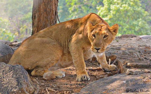 Nehru Zoological Park