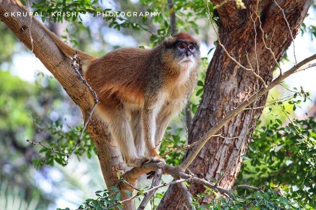 Eturnagaram Wildlife Sanctuary