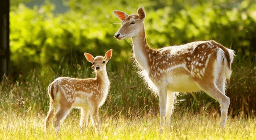 Mrugavani National Park