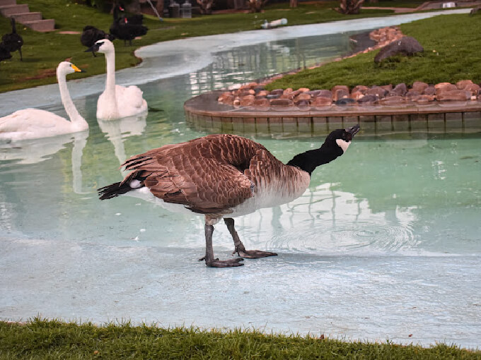 Birds Park at Ramoji film city in Hyderabad