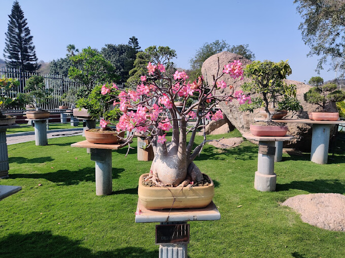 Bonsai Garden at Ramoji film city in Hyderabad