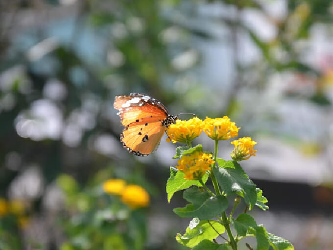 Butterfly Garden at Ramoji Film city in Hyderabad