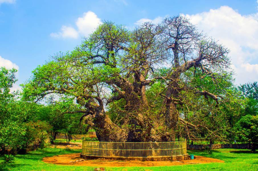 Hatiyan Jhad baobab tree