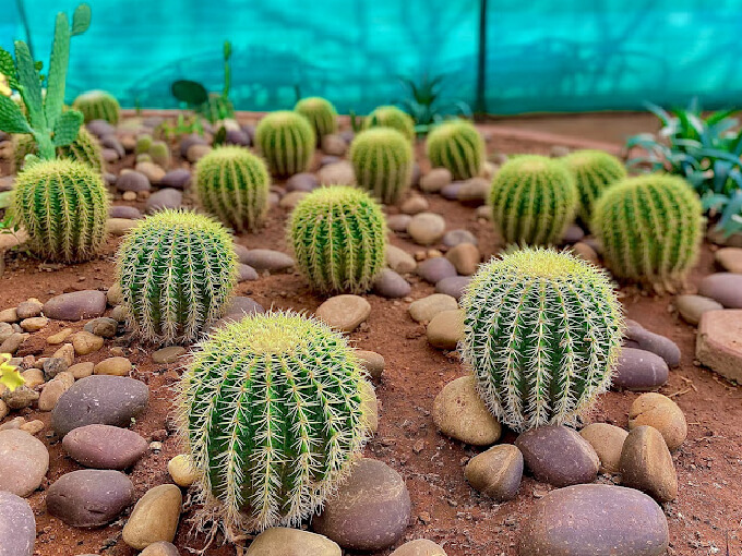 Sri Kotla Vijaybhaskar Reddy Botanical Garden